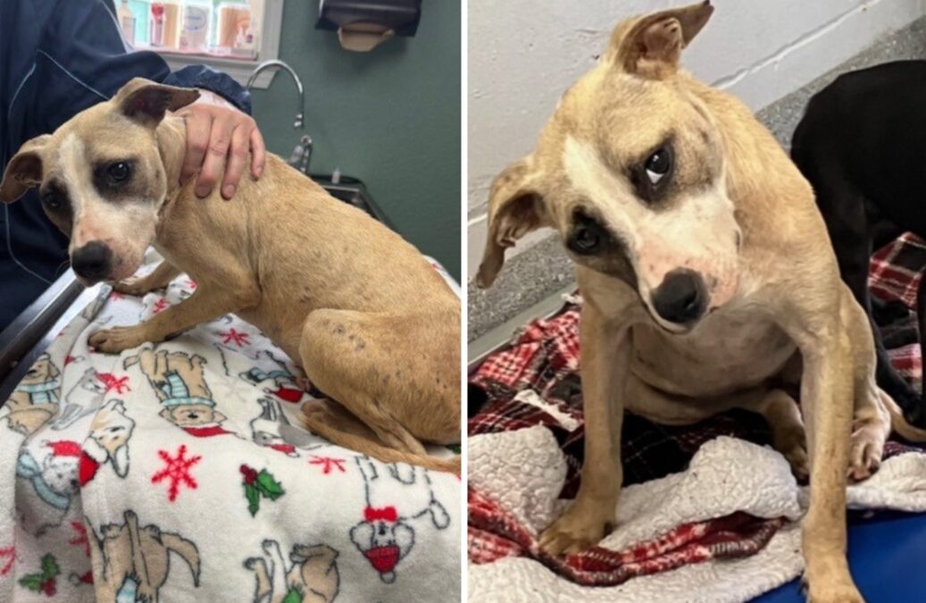 Shot. Abandoned. Now Cuddled Like a Baby — The Story of Cookie Crisps