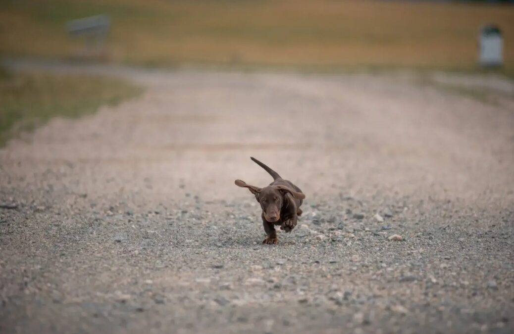 Midnight Drive Turns Rescue Mission After Puppy Runs Into Road