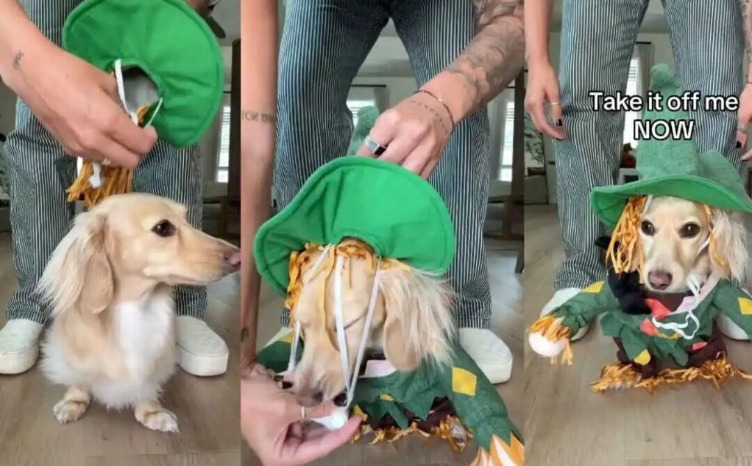 Dachshund Turns Into Scarecrow—and the Internet Can’t Stop Laughing