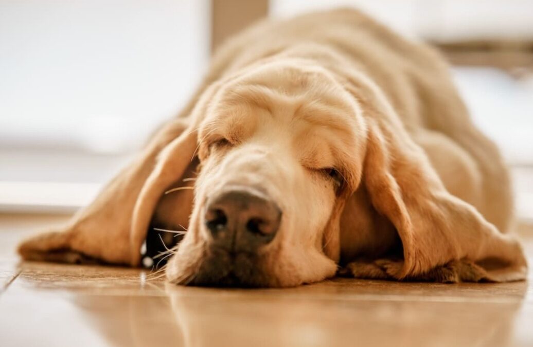 The Breakfast Meltdown: Daisy the Basset’s One-Hour Hunger Strike