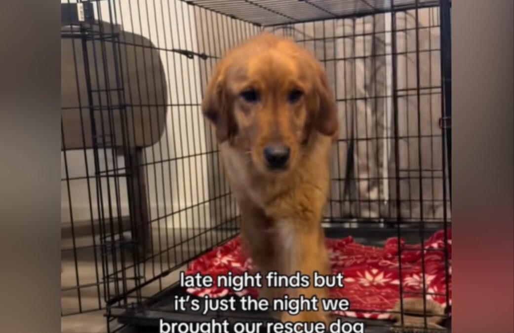 Terrified Rescue Golden Freezes in Crate—Until Love Gives Her a Second Chance