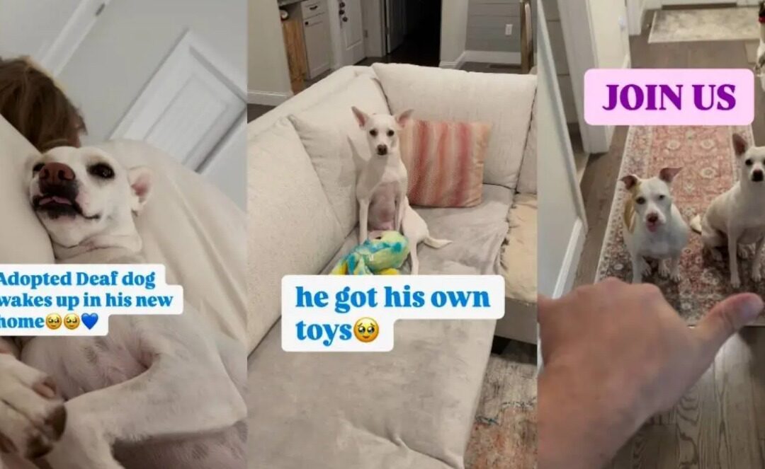 Deaf Rescue Dog Discovers First Joys — Captured in Viral Video