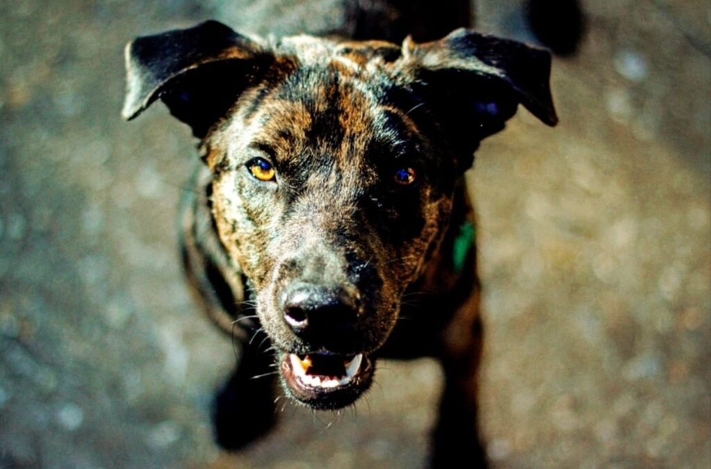 A Dog Lost a Leg. Home Depot Workers Helped Him Find These
