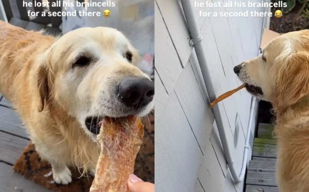 Golden Retriever “Loses Brain Cells” After Big Treat — And We’re Laughing