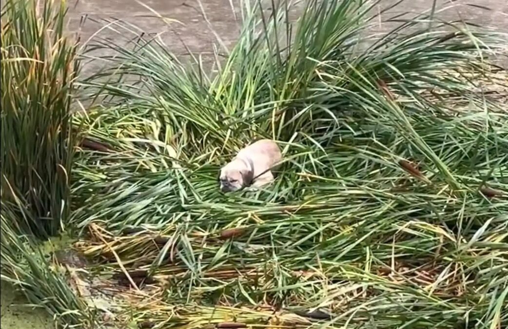 Ten Feet Down, Surrounded by Rushing Water—But Rescue Climbed the Ladder