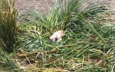 Ten Feet Down, Surrounded by Rushing Water—But Rescue Climbed the Ladder