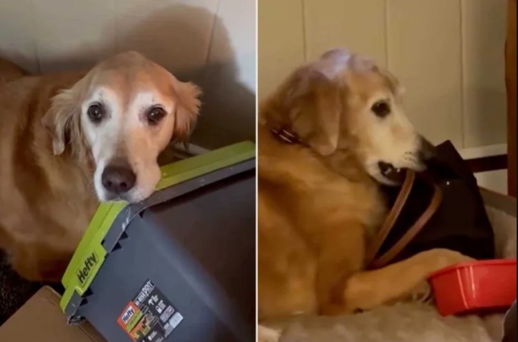 The World’s Most Charming Thief: Duke the Golden Retriever and His Obsession with Fine China