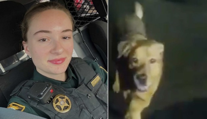 He Didn’t Bark. He Didn’t Roar. He Just Led Her Home