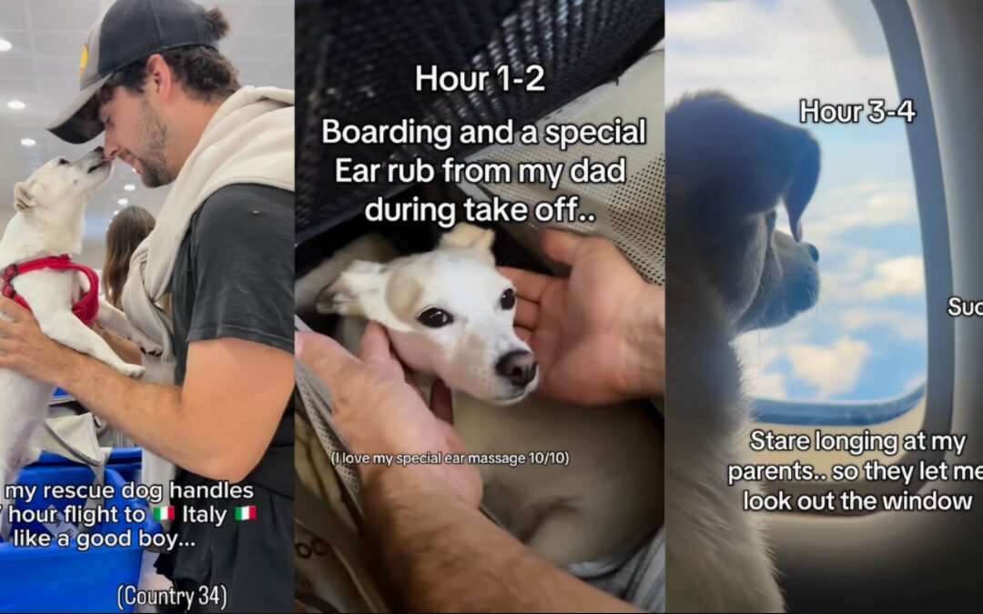 Rescue Dog Takes 7-Hour Flight to Italy — And Steals Every Heart Onboard