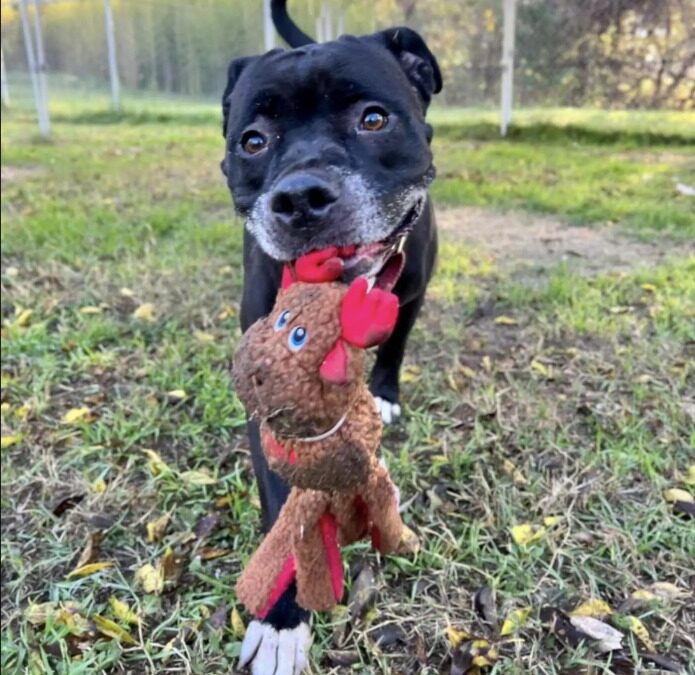 She Rolled Over with Joy—Because the Goodbye Party Was for Her