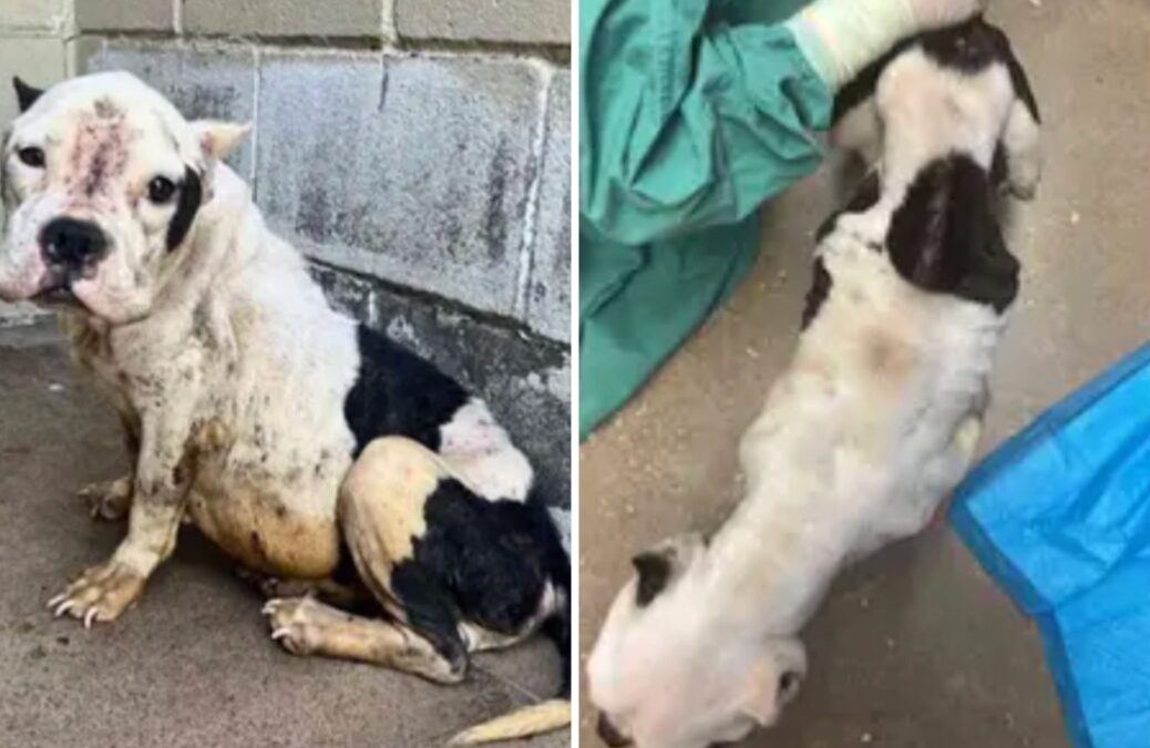 She Was Hours from Death — Until a Miracle Changed Everything