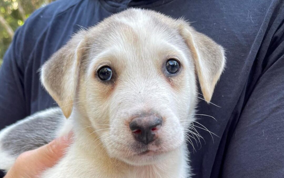 They Brought Him Home Across Continents—And This Puppy Who Survived It All Is Thriving