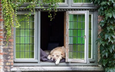 The Window Dog Who Stole Bruges’ Heart