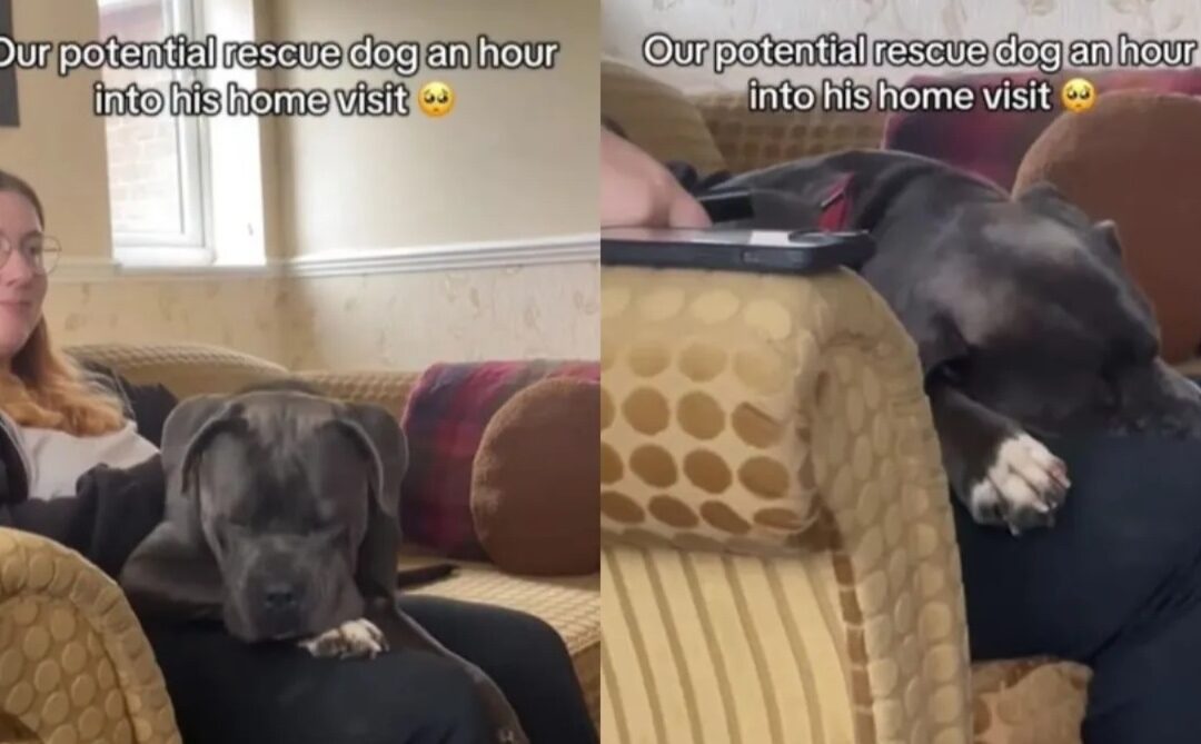 Watch a Rescue Dog Melt in Minutes—and Earn His Forever Family