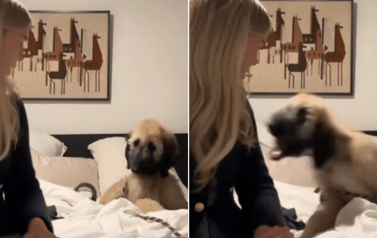 Flowing Fur, Flying Paws: Watch George’s Hilarious Puppy Antics