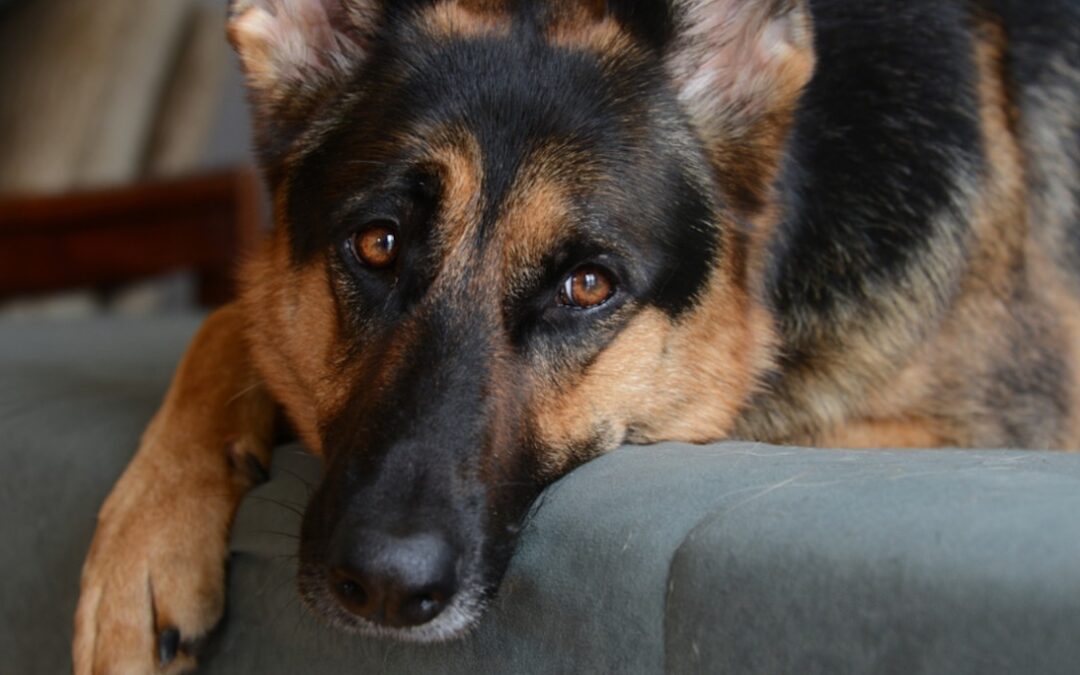 While All the Puppies Found Homes, This German Shepherd Mama Was Overlooked