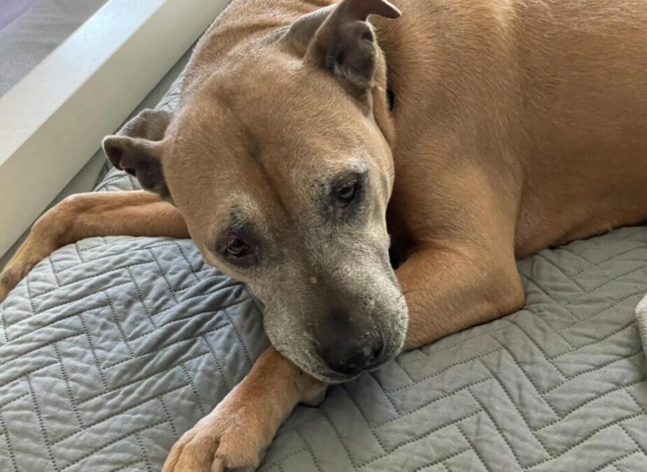 Overlooked No More: Senior Pit-Mix Leaves Kennel for Forever Couch