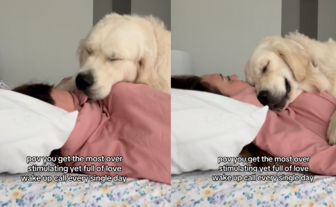 No Alarm Needed: Golden Retriever’s Wake-Up Ritual Steals Hearts