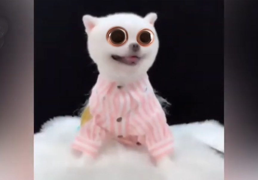 Dogs Being Silly in the Funniest Ways! 🐕🤣