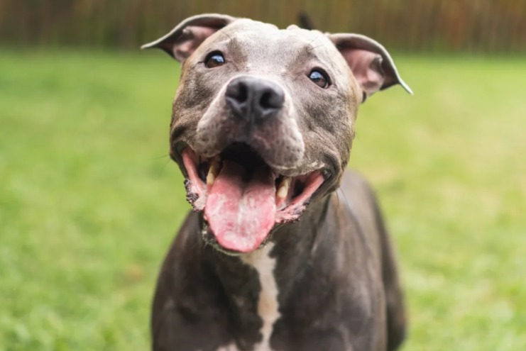 That Wide, Relieved Grin? It’s the Face of a Dog Who Finally Feels Home