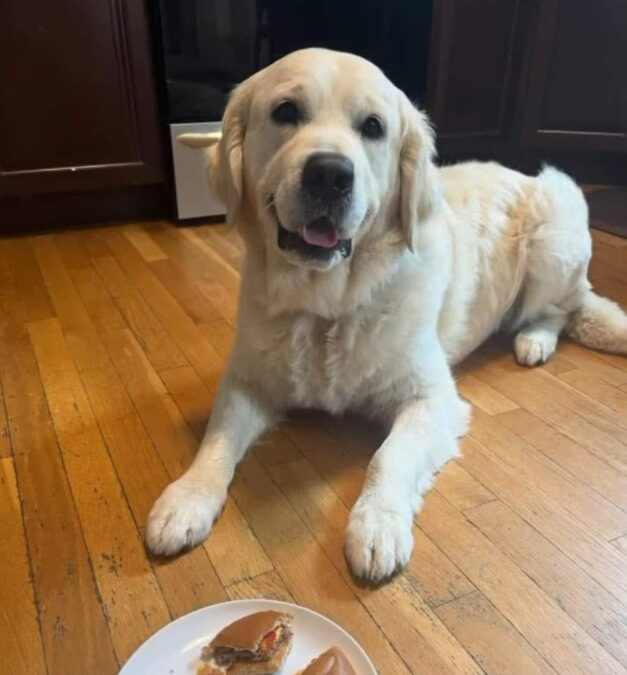 Golden K-9 Cracks the Case: Finds 78-Year-Old, Earns Happy Meal