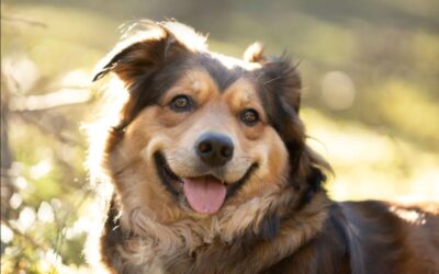 Why Skipping Heartworm Prevention Is the Biggest Mistake a Dog Owner Can Make