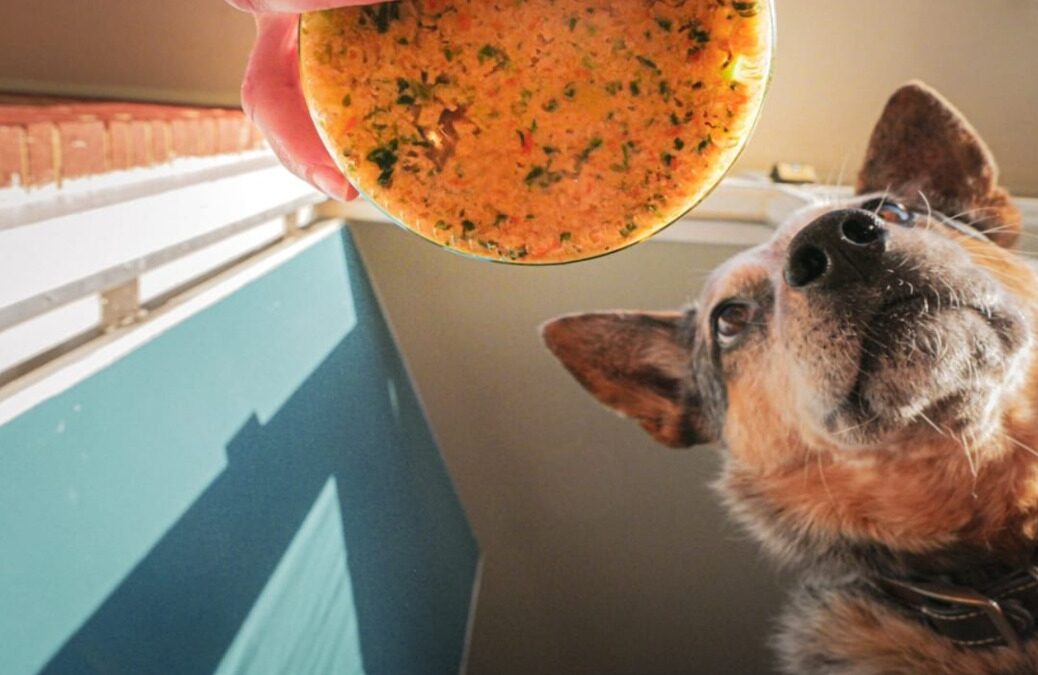 When Your Dog’s Drive-Thru Order Comes Through — in Bulk