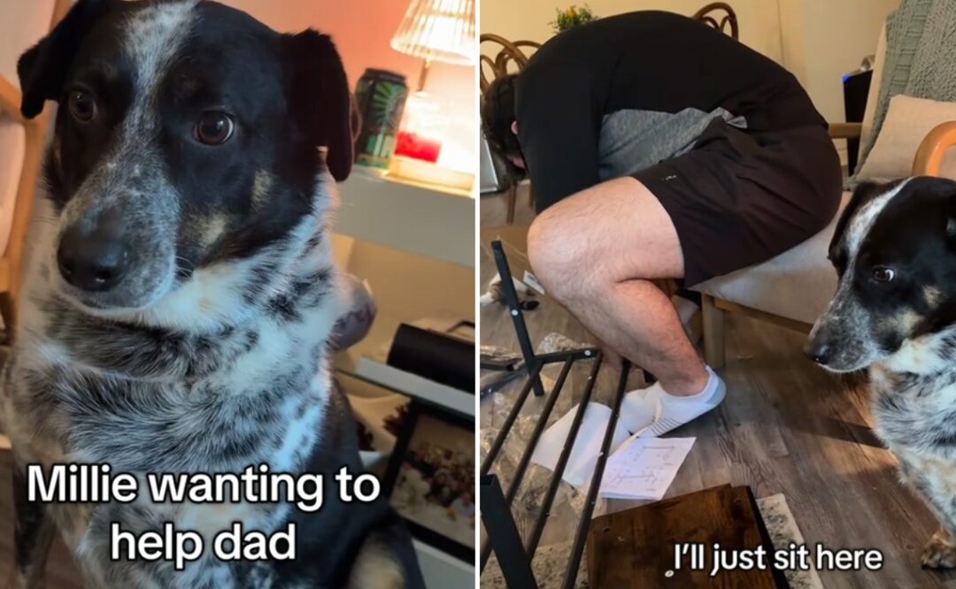 She May Not Hammer Nails — But This Heeler Gives MVP Support