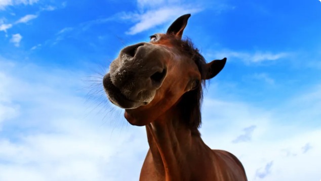 Rescue Cattle Dog Sees a Horse for the First Time — His Reaction Is Priceless