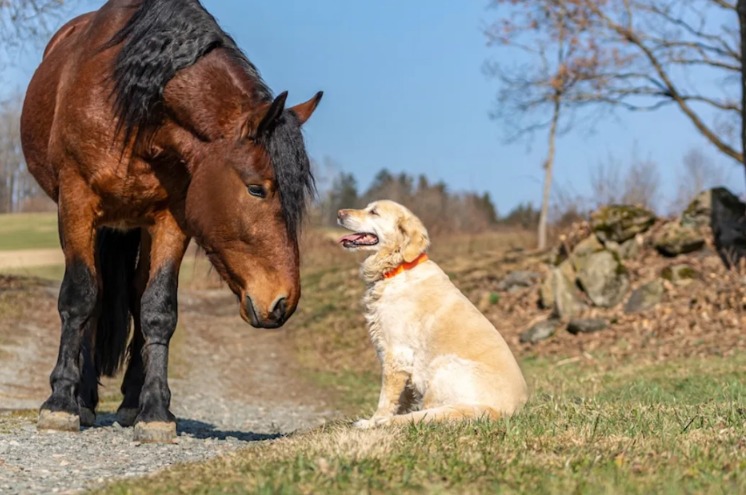 He Was Just a Puppy — Until a Horse Made Him a Cowboy