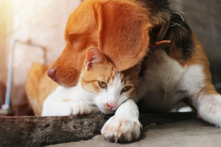 Different Species. One Heartbeat.