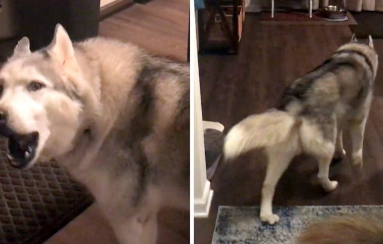 The Husky Who Faked an Emergency for Snacks