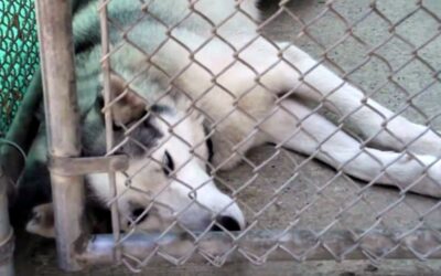 She Thought He Was Just Another Stray — Then His Microchip Revealed the Unthinkable