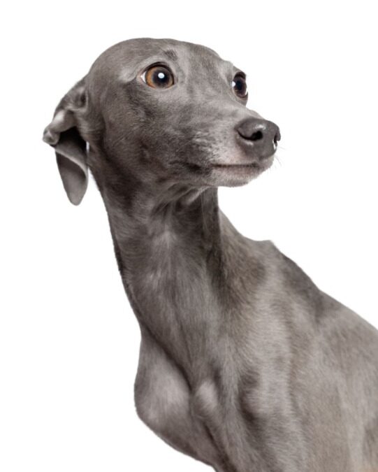 Backward Up the Stairs? Yep, That’s My Italian Greyhound—and Yes, We Love Him