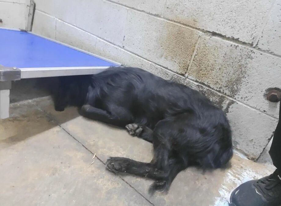 Too Scared to Face Anyone—Until Someone Finally Sat Quietly With Him