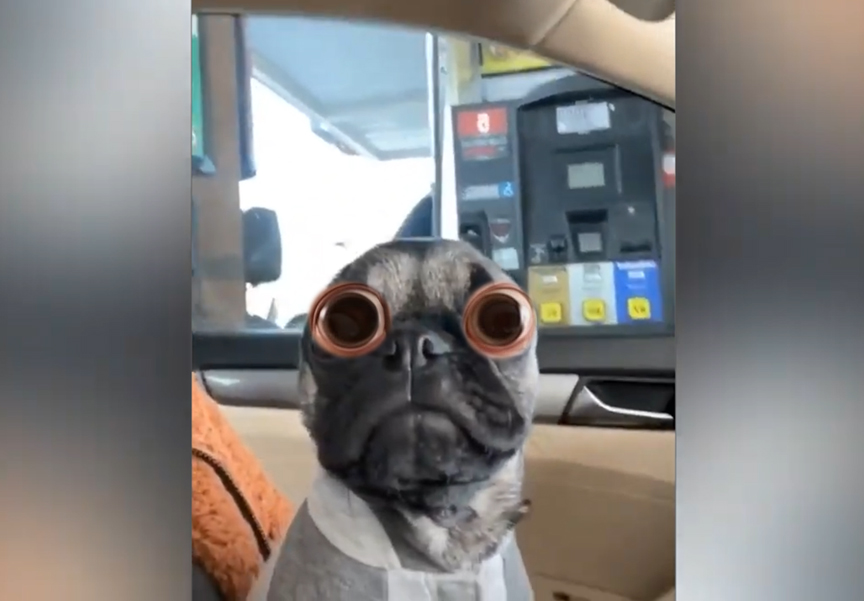 Dogs Failing So Hard You Can’t Stop Laughing! 😂🐾