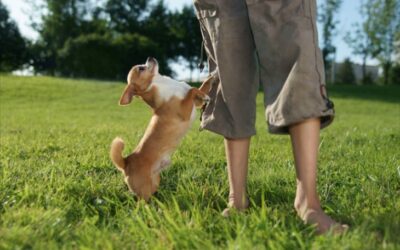 Stop the Leaps: The 5-Step Method to End Dog Jumping Forever