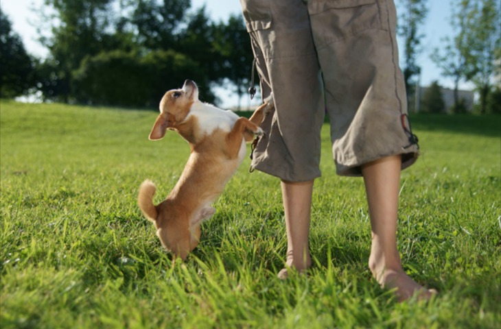 Stop the Leaps: The 5-Step Method to End Dog Jumping Forever