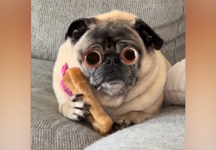 When Dogs Try Their Best… But Fail Hilariously! 🤣🐶