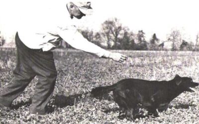 From Dying Pup to Field Champion: The Birth of King Buck