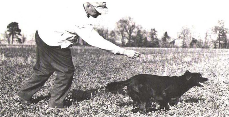 From Dying Pup to Field Champion: The Birth of King Buck