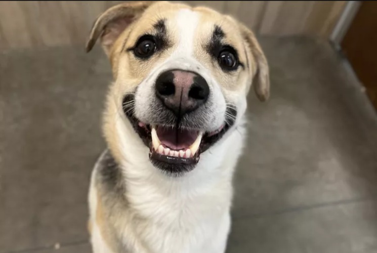 Good Boy’ King Was Abandoned—Then Found His Way Back