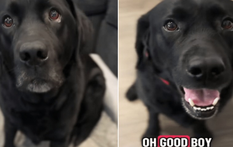 Watch This Labrador Nearly Burst with Joy When He Hears ‘Grandma and Grandpa’s House