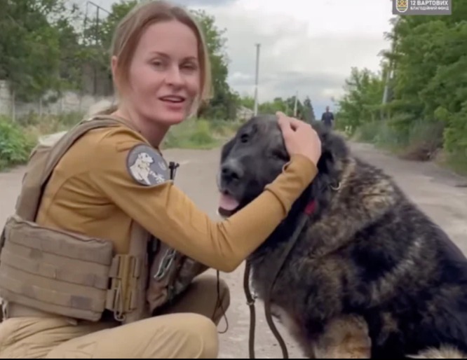 Alone on a War-torn Road: The Senior Dog Who Refused to Die