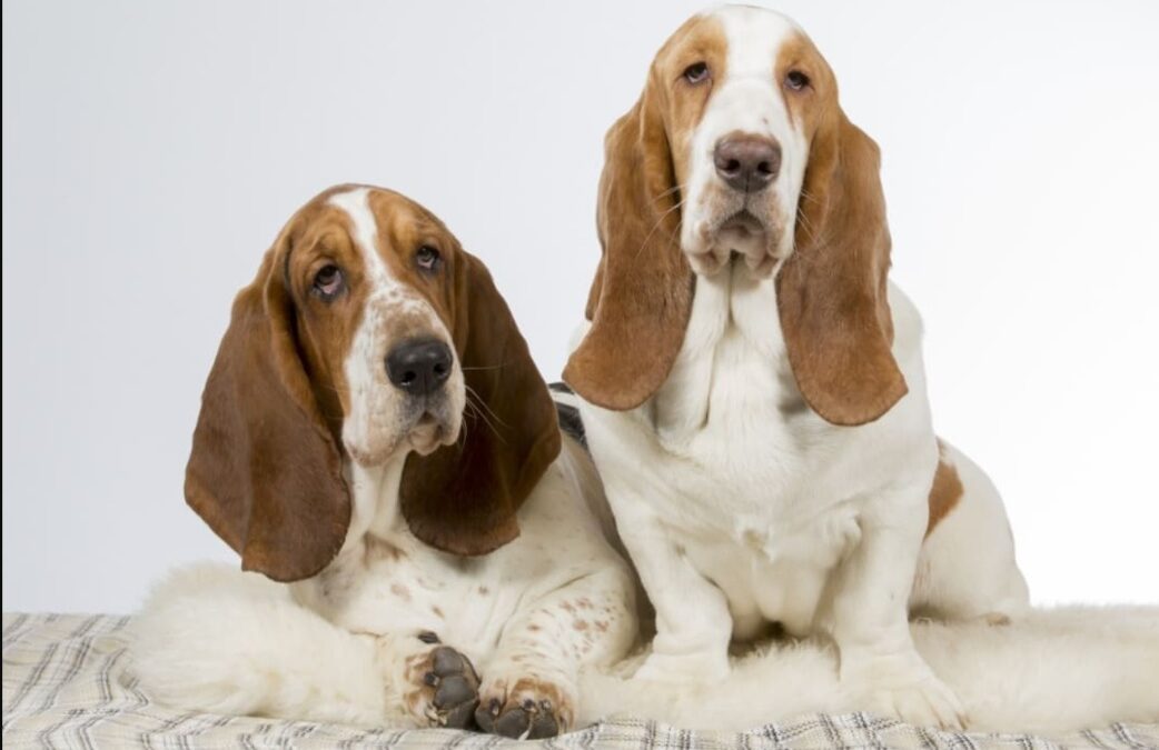 When the Bed Wins: Two Basset Hound Sisters and Their Vow to Stay Cozy
