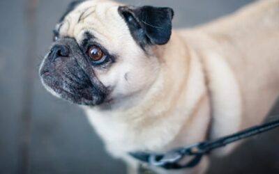 Stop Being Dragged—Teach Loose Leash Like a Pro