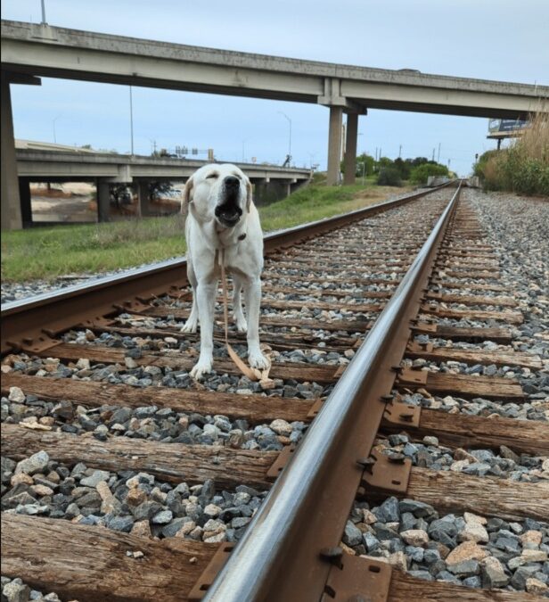 The Nail That Nearly Killed Him — And the Rescue That Saved Him