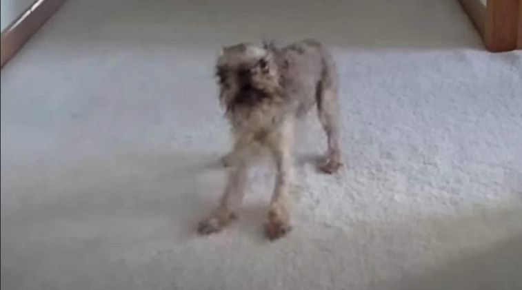 Payback is Paw-some: Oakley the Dog Gets the Ultimate Bath Revenge