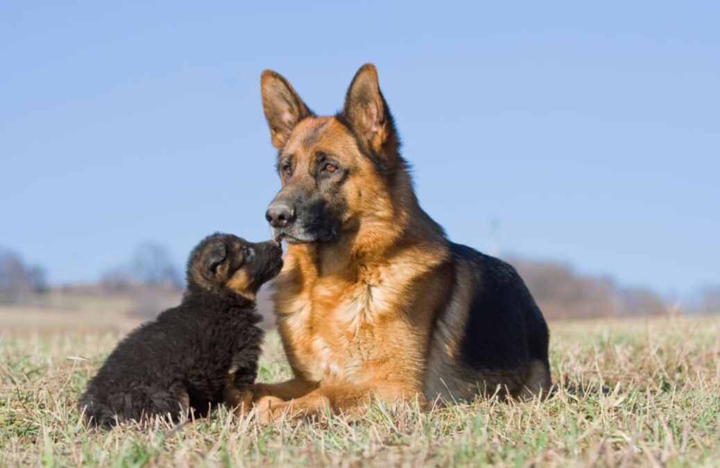 Tears & Kisses: German Shepherd Reunites With Her Sick Puppy