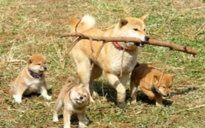 The Day a Mother Dog Taught Japan the Meaning of Love and Courage